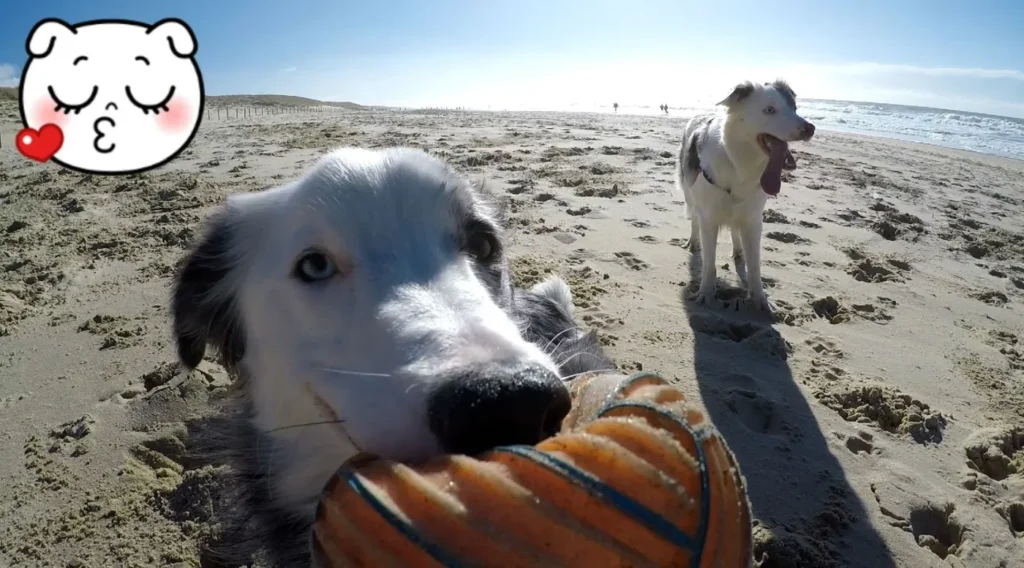 Gestion des émotions du chien