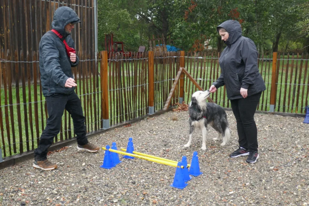 Agility ludique avec son chien pour améliorer la relation