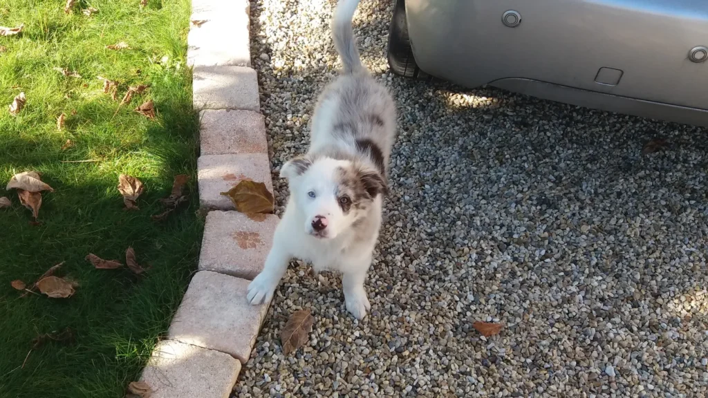 Accueil du chiot dans le foyer