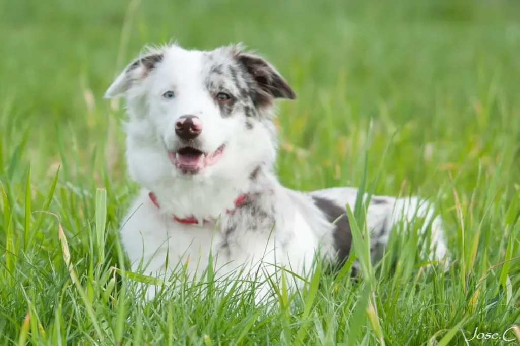 Éducation canine renforçant la confiance humain chien
