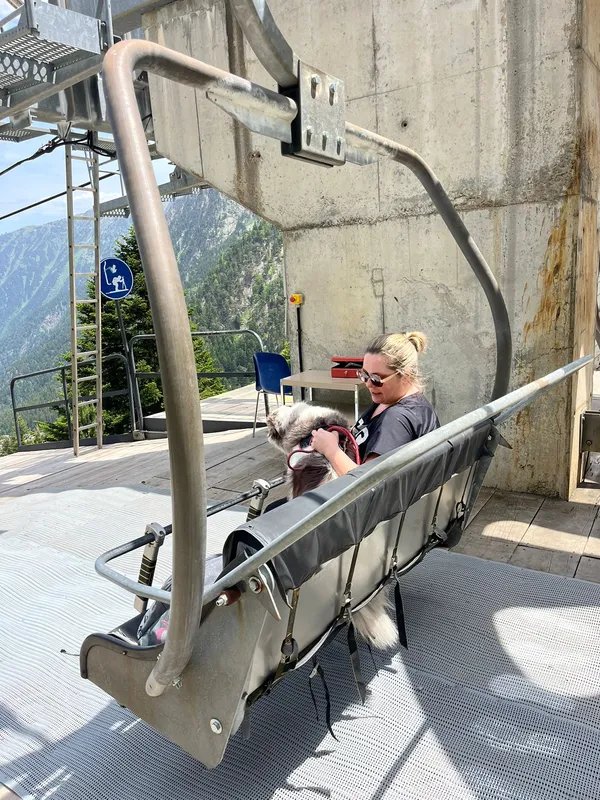 Observation du comportement du chien