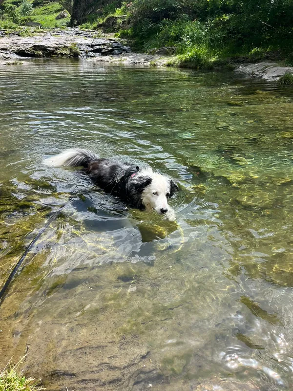 Chien en confiance lors d’un accompagnement