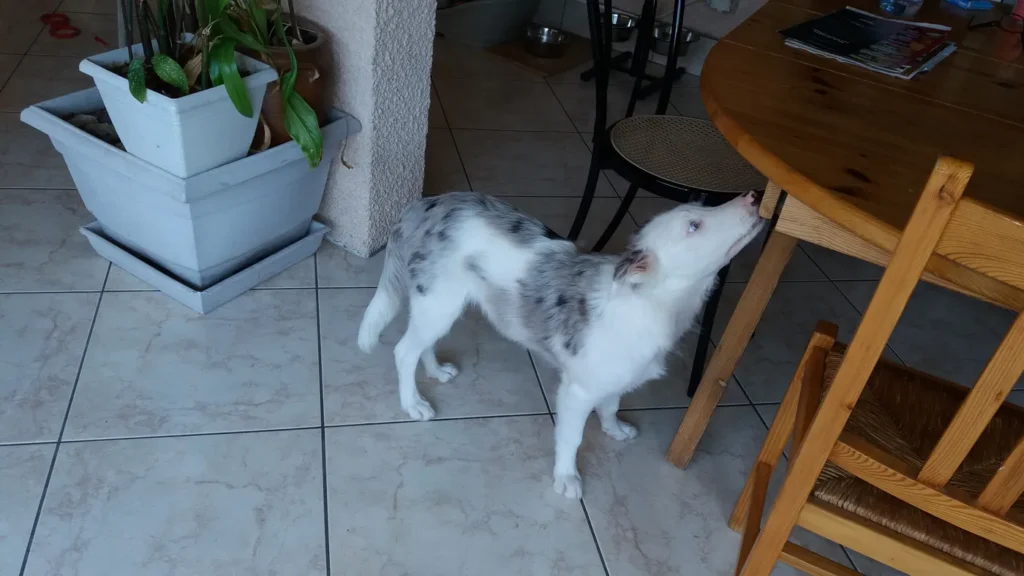 Éducation canine individuelle Bassin d’Arcachon