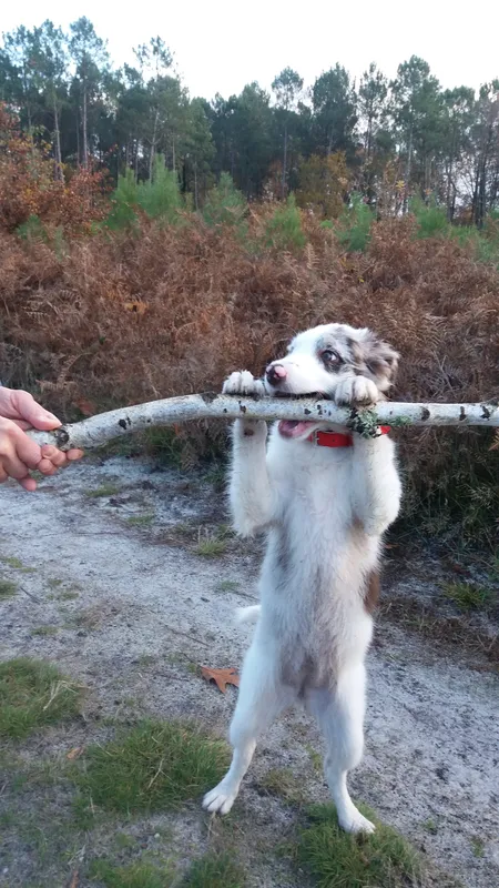 Interactions du chiot avec les humains