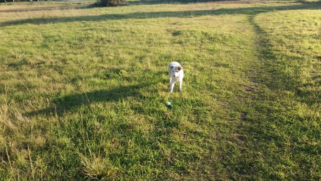 Premiers apprentissages du chiot