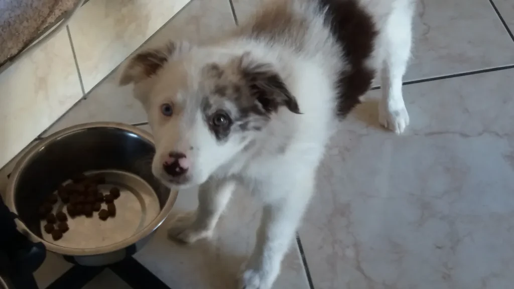 Apprentissage du calme chez le chiot