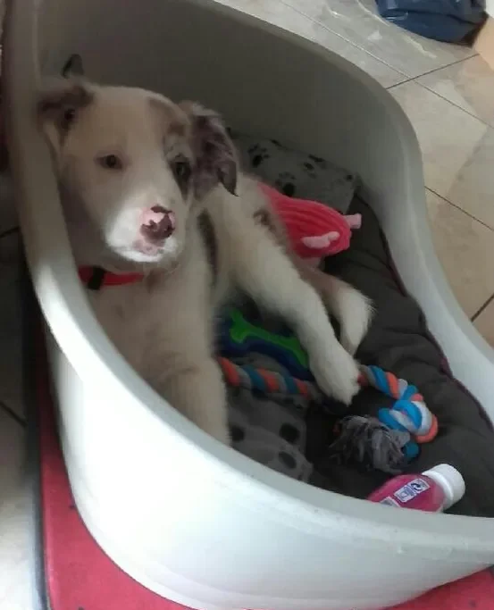 Chiot développant la confiance avec son humain