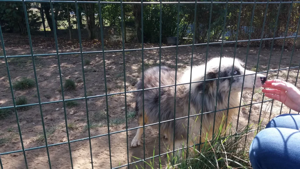 Accueillir un chien avec bienveillance