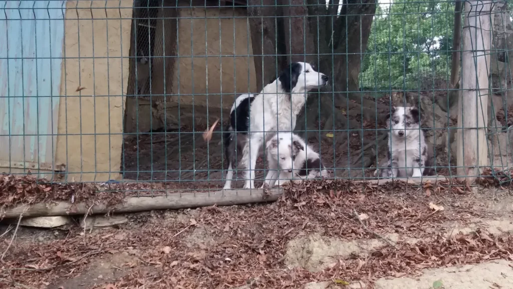 Elevage de chiens de bergers, choix du chiot et de la race