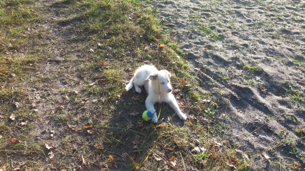 Chiot découvrant son environnement