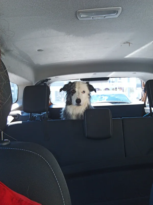 Séance d’éducation canine à domicile