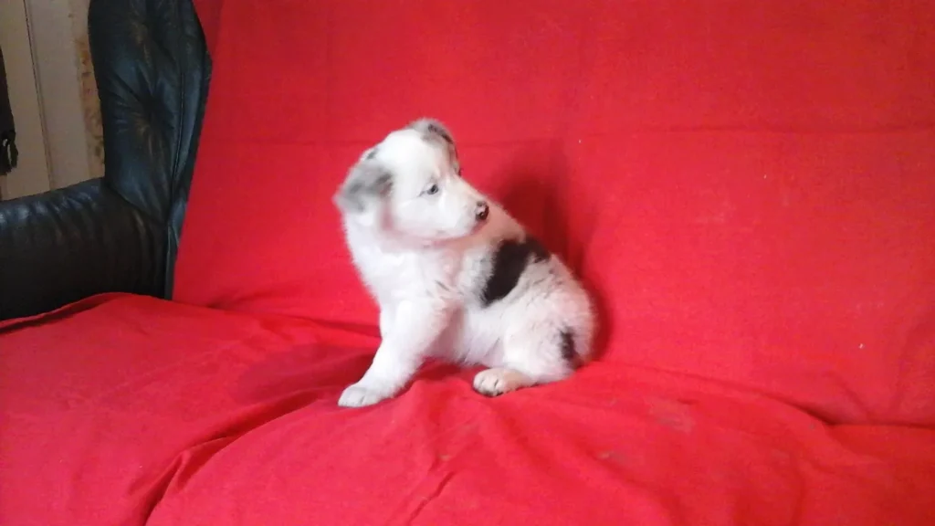 Socialisation chiot en éducation positive