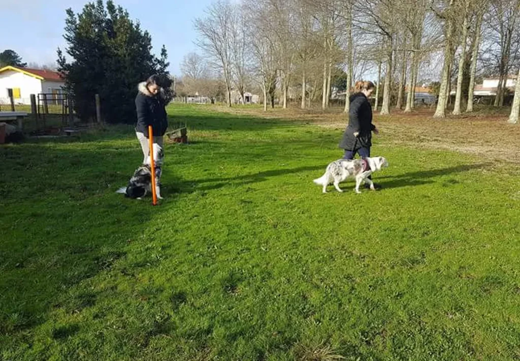 Éducation canine Bassin d’Arcachon