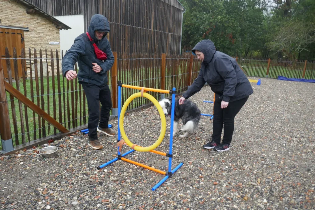 Séance d’agility chien Bassin d’Arcachon